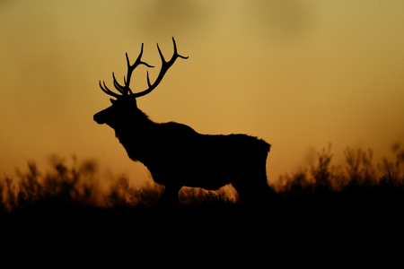 Bull Elk at Sunset