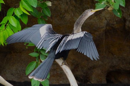 Anhinga Pose