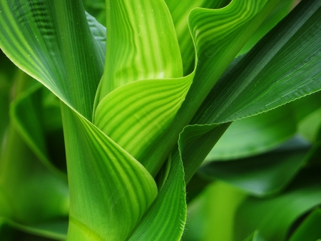 Sweet Corn, A Different Perspective