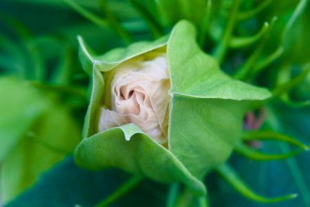 Flowering hibiscus