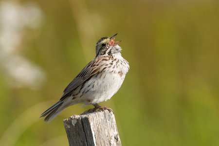 Savanah sparrow