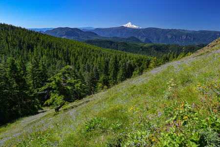 Mt. Hood