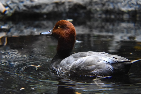 Majestic Redhead 