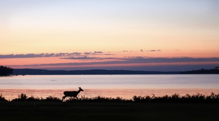 Deer and Sunset 