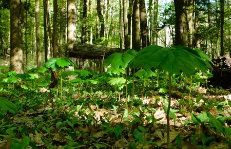 Mayapples