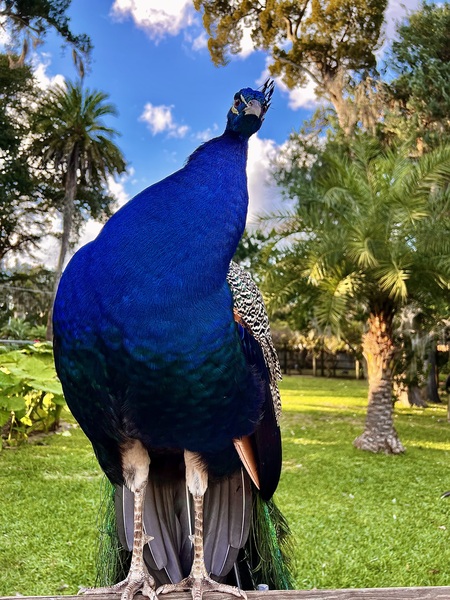 Curious Peacock 