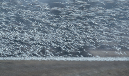 Snow Goose Migration