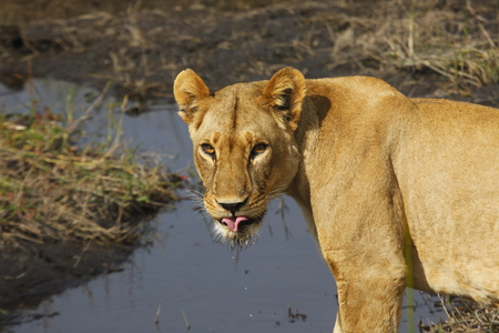 Thirsty Lioness