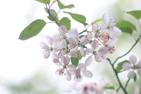 Audubon Early Spring Blooms