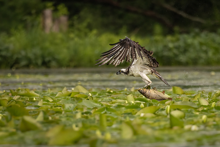 Food Chain