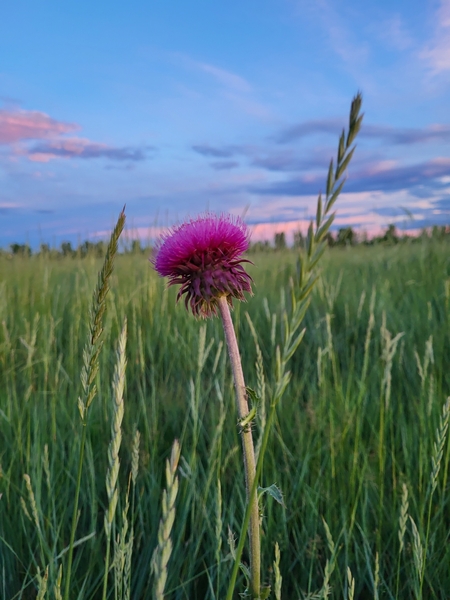 Thistle