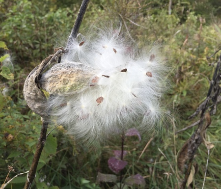 Milkweed 