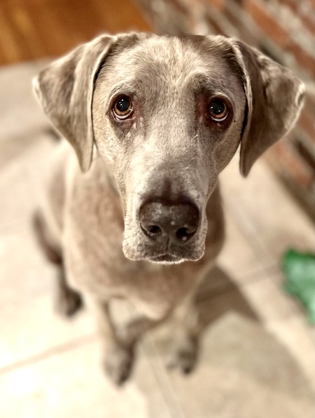 Piper