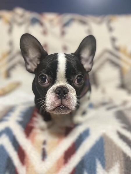Aria