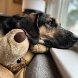 Entry image for Apollo