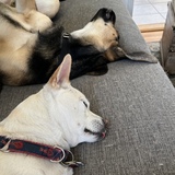 Entry image for Murdock