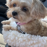 Entry image for Molli