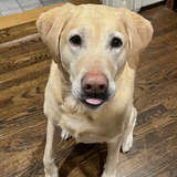 Entry image for Molli