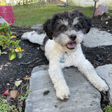 Entry image for Sadie Rose