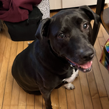 Entry image for Layla