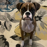 Entry image for Millie