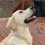 Entry image for Captain