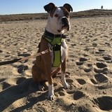 Entry image for Archie