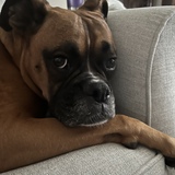 Entry image for Junior 