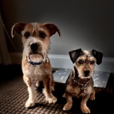 Entry image for Gordo & Lucky