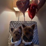 Entry image for Bonnie & Clyde 