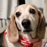 Entry image for Maggie