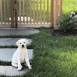 Entry image for Bessie 