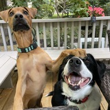 Entry image for Petey & Yeti