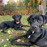 Entry image for Henry and Louie