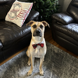 Entry image for Scooby 