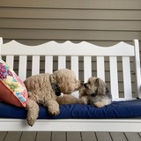 Entry image for Jax and Roxy