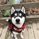 Entry image for Noki