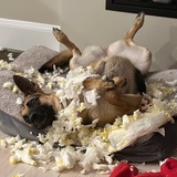 Entry image for Fern