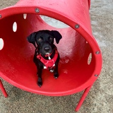 Entry image for Larry 