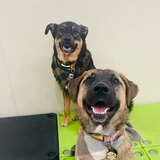 Entry image for Layla & Paisley