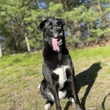 Entry image for Harley