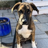 Entry image for Kodak