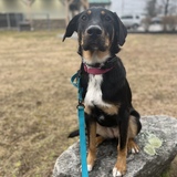 Entry image for Tilly 