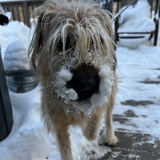 Entry image for JoJo