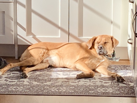 Entry image for Ace. Clicking this image will show a larger photo