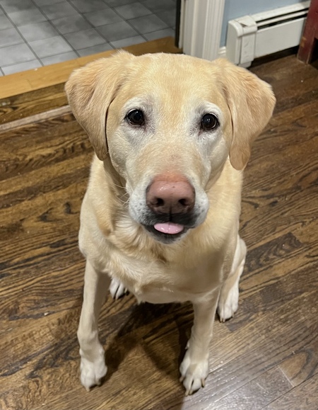 Entry image for Molli. Clicking this image will show a larger photo