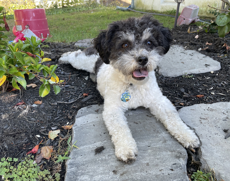 Entry image for Sadie Rose. Clicking this image will show a larger photo