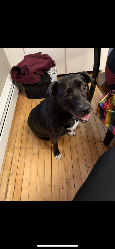 Entry image for Layla. Clicking this image will show a larger photo