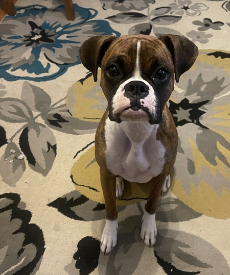 Entry image for Millie. Clicking this image will show a larger photo