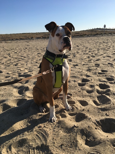 Entry image for Archie. Clicking this image will show a larger photo